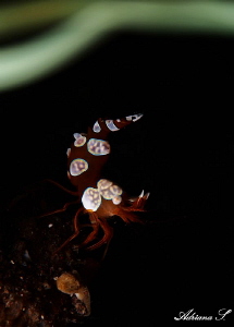 Sexy Shrimp & Anemone by Adriana Simeonova 